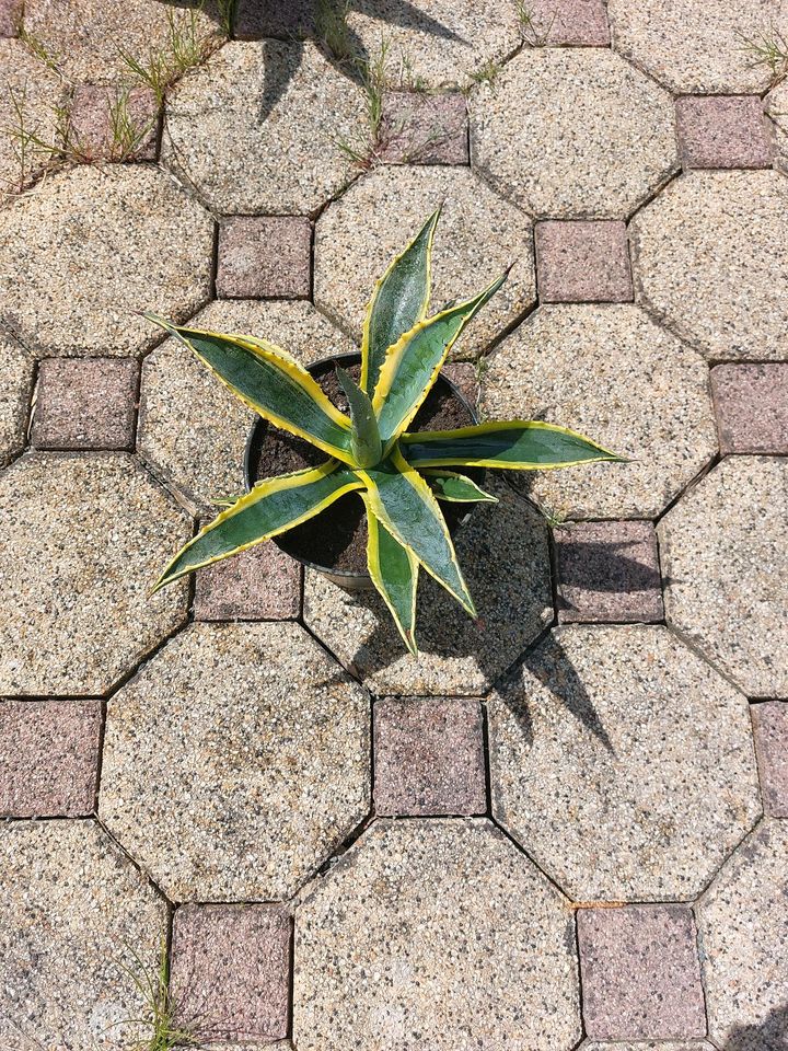 Agave gelb-grün in Oelsnitz / Vogtland