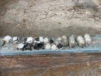 Ostalgie Bakelit DDR TGL Elektro Verteiler Lampe Berlin - Köpenick Vorschau