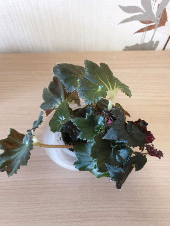 Begonia - Begonie in Delmenhorst