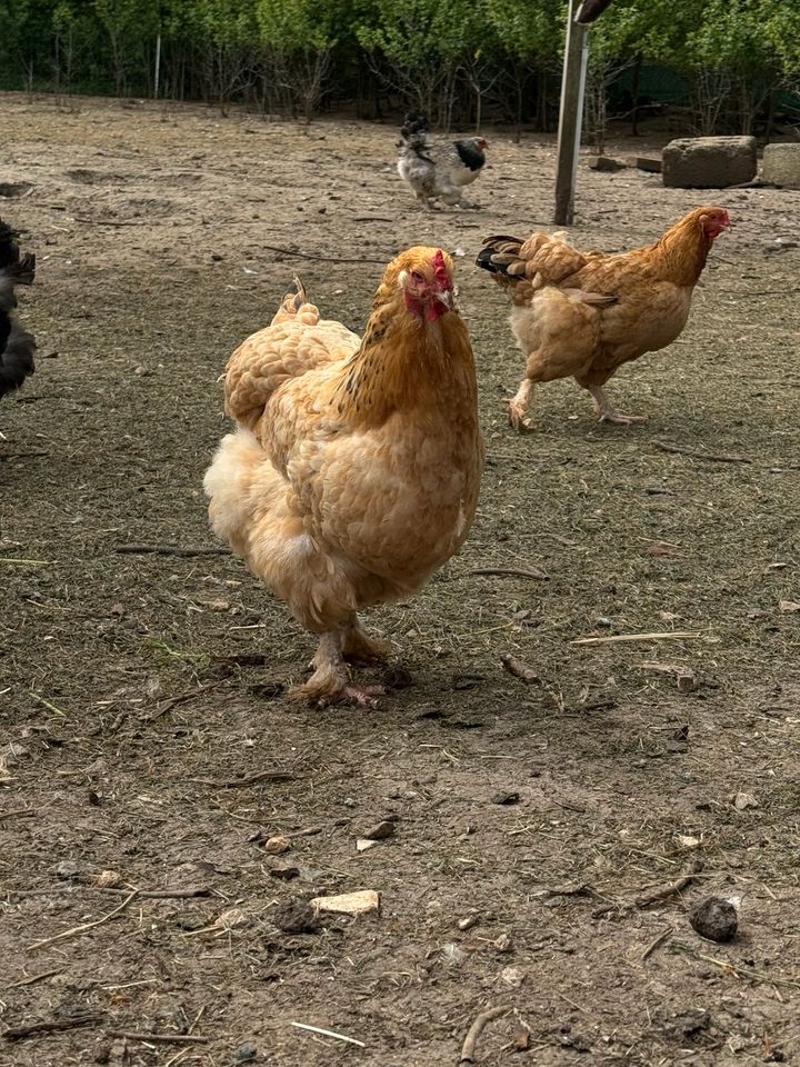 Bruteier von meinen  Brahma Hühner in Pommelsbrunn