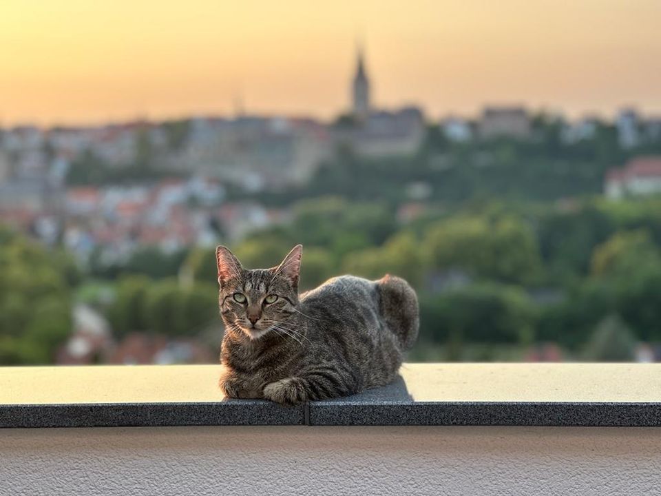 Finderlohn‼️ Leo (Leonie) wird immer noch schmerzlich vermisst in Warburg