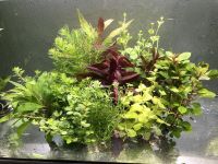 ✅NEU✅100 Aquariumpflanzen Wasserpflanzen Bunter Mix gegen Algen 3 Essen - Bredeney Vorschau