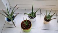 Aloe Vera Pflanzen je 13 € Nordrhein-Westfalen - Hückelhoven Vorschau