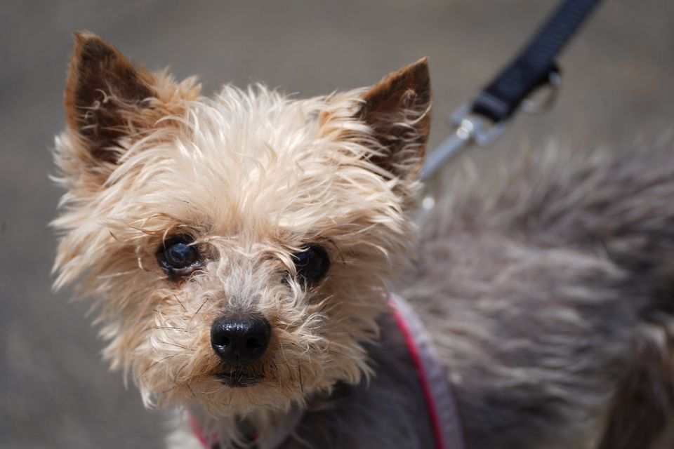 Yorkie-Opa "Bobi" sucht liebevolles Zuhause in Duisburg