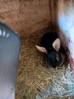 Verkaufe reinrassigen schwarzloh Hasen Männchen  von diesen Jahr Thüringen - Dermbach Vorschau