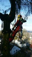 Baumpflege Baumfällung Baumkontrollen Baumarbeiten Wurzelfräsen Wuppertal - Vohwinkel Vorschau
