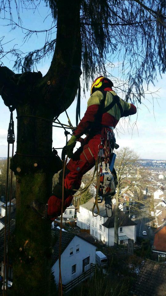 Baumpflege Baumfällung Baumkontrollen Baumarbeiten Wurzelfräsen in Wuppertal