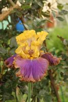 Schwertlilie/Iris Garden Pleasure Baden-Württemberg - Eschenbach Württemberg Vorschau