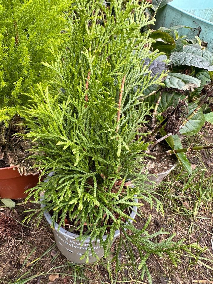 Thuja occidentalis in Ratingen