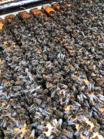 Bienenvölker Carnica Rheinland-Pfalz - Helmenzen Vorschau
