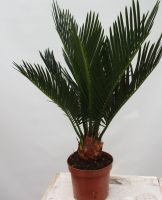 Palmfarn, Sagopalmfarn, Cycas revoluta Rheinland-Pfalz - Lingenfeld Vorschau