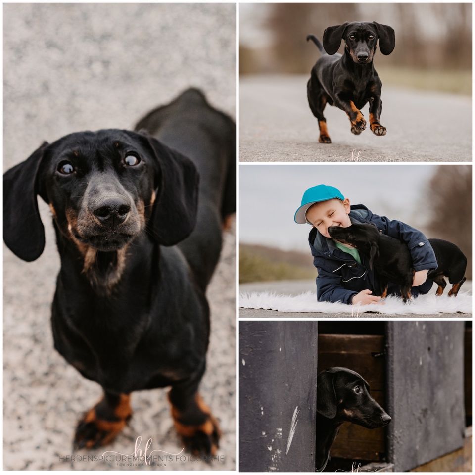 Hundeshooting/Fotoshooting/Vierbeiner in Lengede