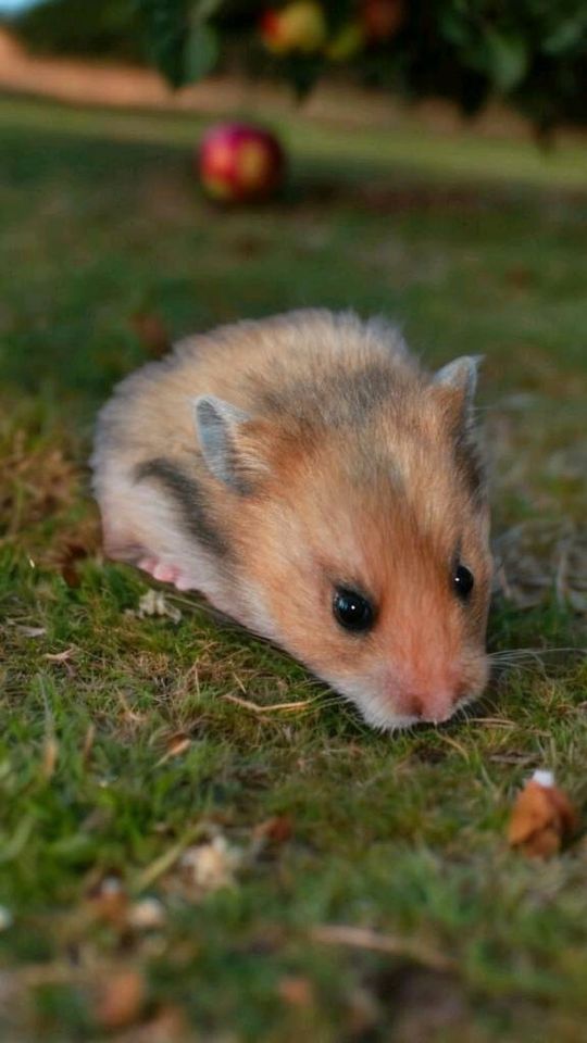 Baby Hamster in Allendorf