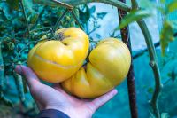 Giant White Tomate Samenfest alte Sorten Saatgut Leipzig - Schönefeld-Abtnaundorf Vorschau