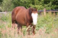 Quarter Horse Reining Hengst in super Optik. Top Abstammung Niedersachsen - Haren (Ems) Vorschau