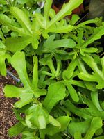 Feige Feigenbaum Ficus carica Rouge de Bordeaux Nordrhein-Westfalen - Recklinghausen Vorschau