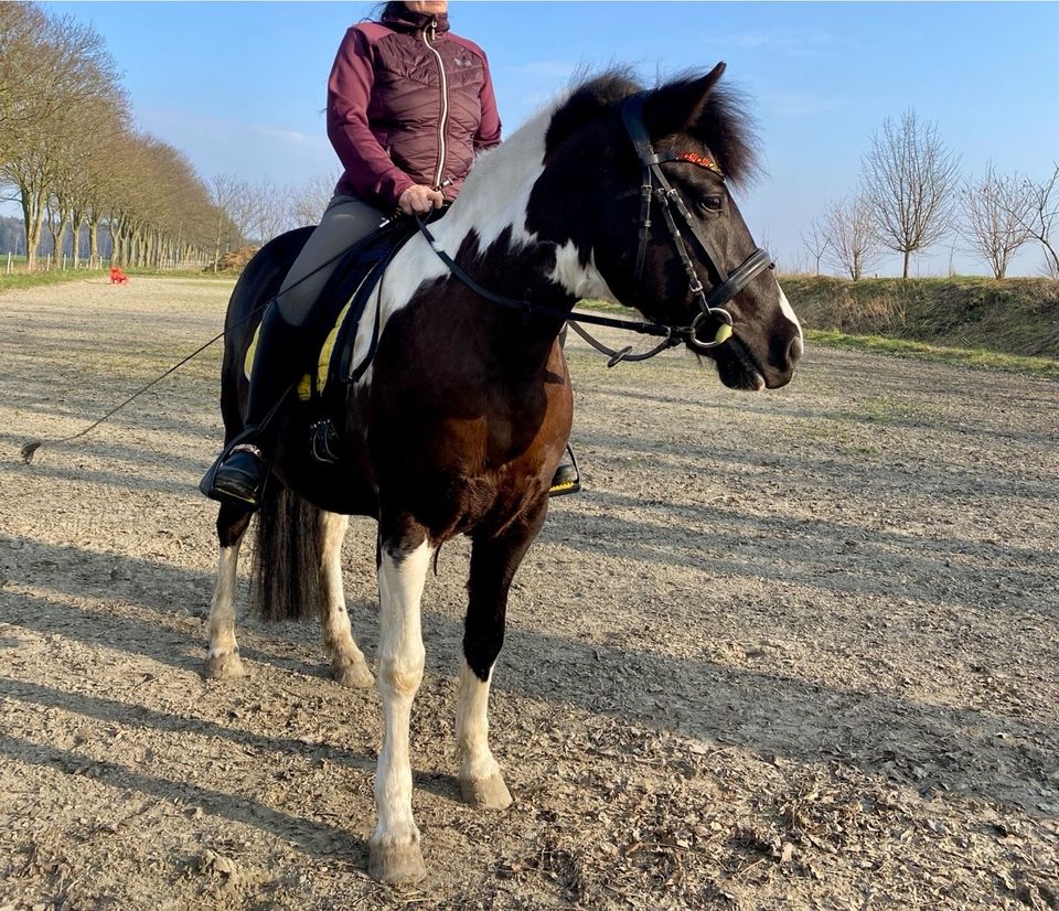 Wir suchen eine zuverlässige Reitbeteiligung für Sportpony in Hohenlockstedt