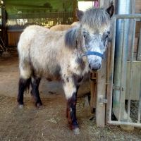 Fewspot Shetty Partbred Hengstfohlen TAIFUN Goldprämie Rheinland-Pfalz - Sitters Vorschau