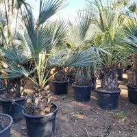 Brahea armata - Blaue Hesperidenpalme - winterharte Palme 1,5-2m Nordrhein-Westfalen - Nordkirchen Vorschau