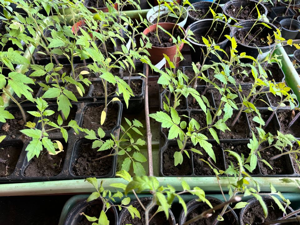 Bio Tomatenpflanzen in Kandel