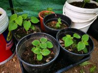 (V) Blauglockenbaum, Kiribaum, Paulownia Pao Tong Z07 bis -33Grad Sachsen - Bautzen Vorschau