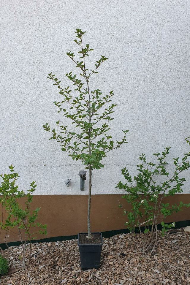 Erle, Schwarzerle 160-200 cm (Alnus glutinosa) in Trossingen