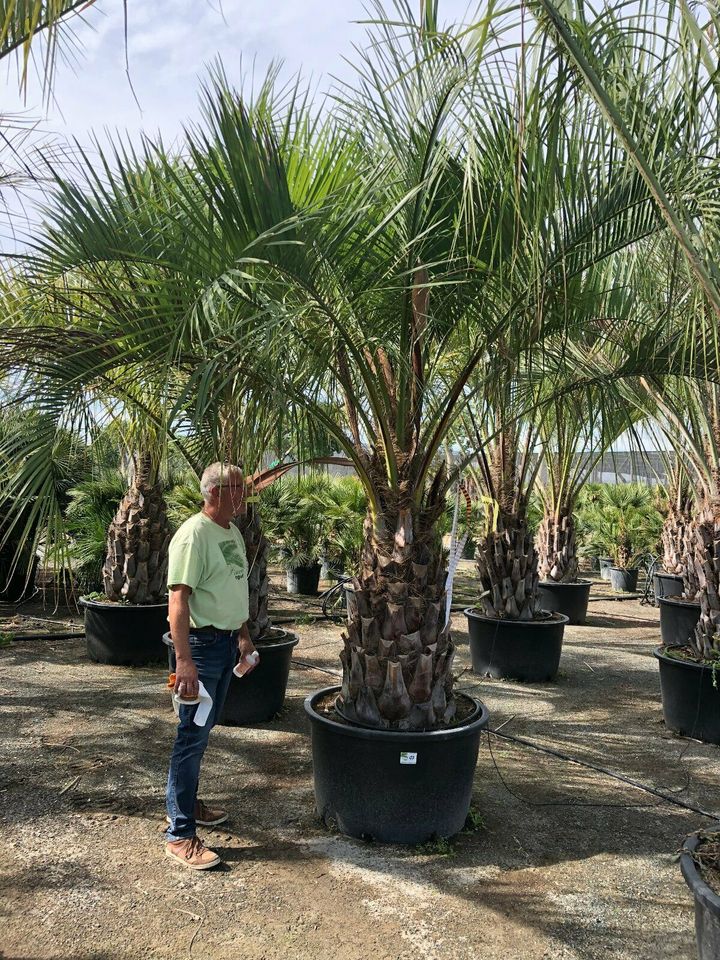 Butia Capitata Geleepalme Stamm ab ca. 30/40 cm GH ca 200cm in Recklinghausen