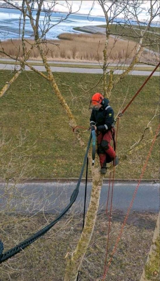 Baumpflege Baumkontrolle Baumfällung Seilklettertechnik in Bremerhaven