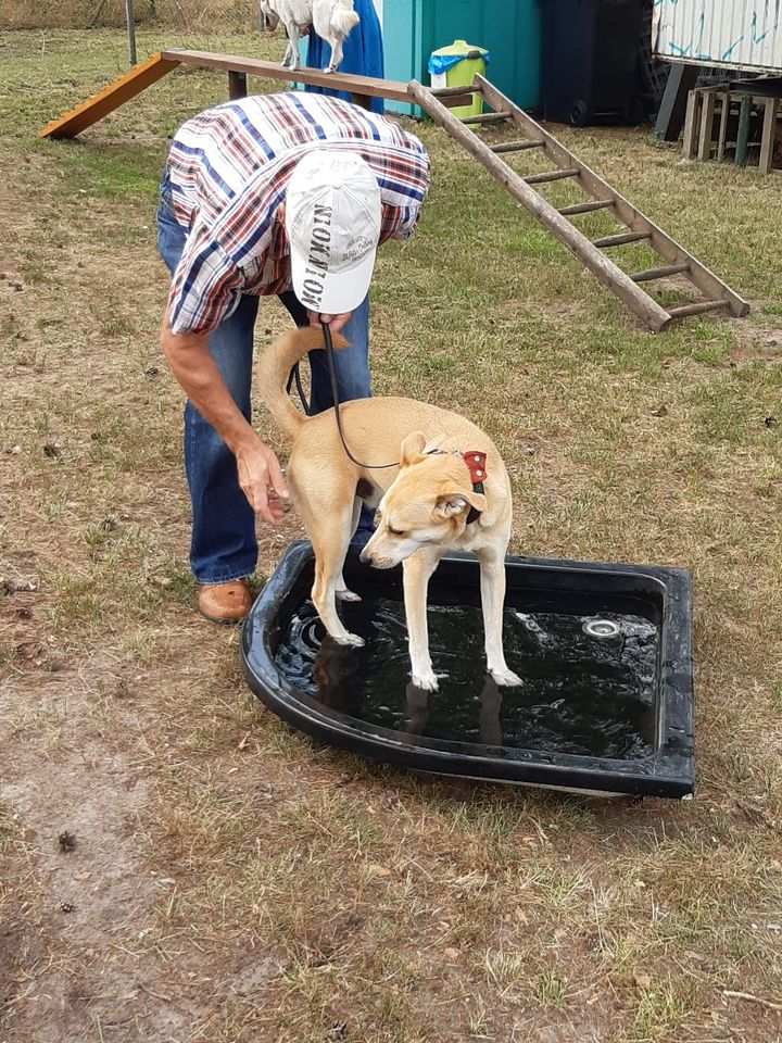 Hundeschule , Hundetraining in Oranienburg , Oberhavel , Berlin in Oranienburg