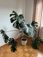 Monstera Pflanze Hessen - Neuenstein Vorschau