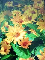 Staude Sonnenblumen Art Thüringen - Rositz Vorschau