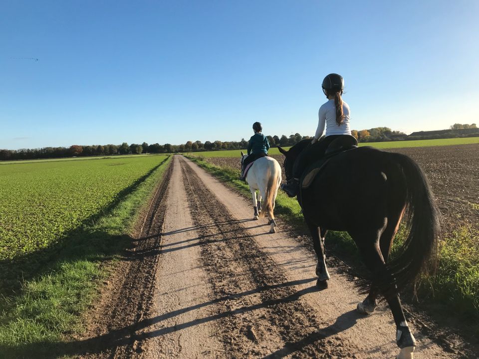 suchen eine / einen Ausbilder/in für Reitschulbetrieb in Kalkar