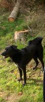 Hund Labrador Akita Mischling Herzogtum Lauenburg - Hohenhorn Vorschau