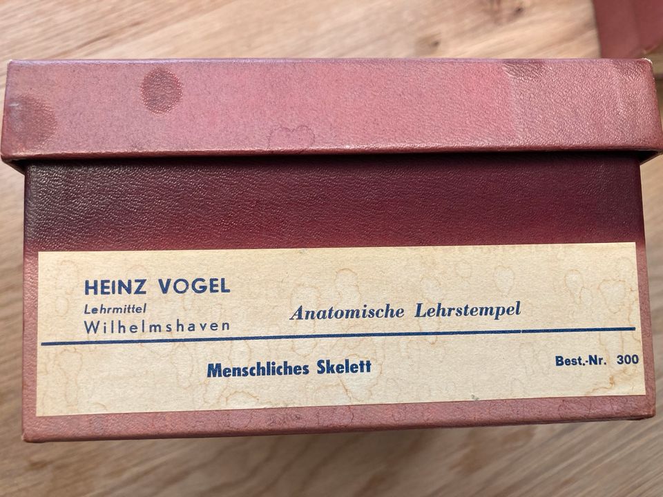 Anatomischer Lehrstempel das Skelett Heinz Vogel in Lüneburg