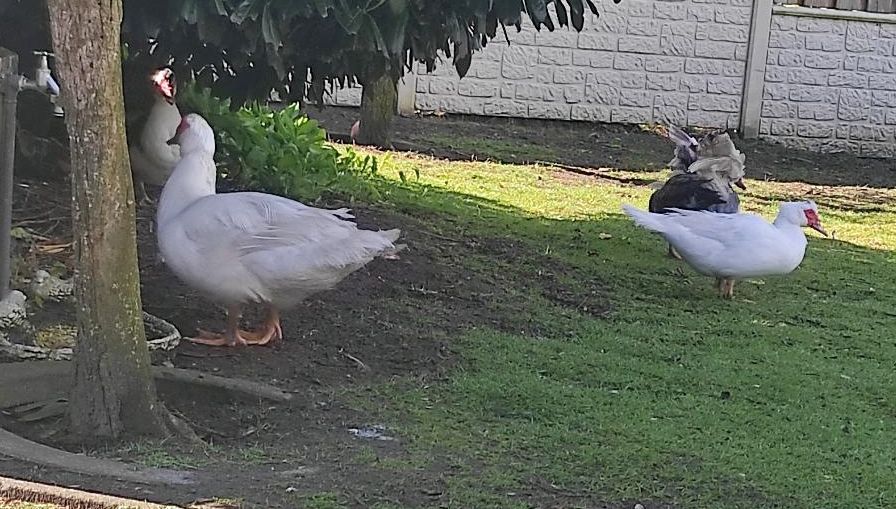 Eier von Warzenenten, Flugenten in Langen Emsland