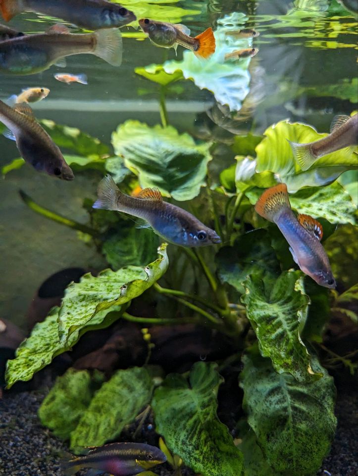 Costa Rica Molly Aquarium Fische in Edewecht