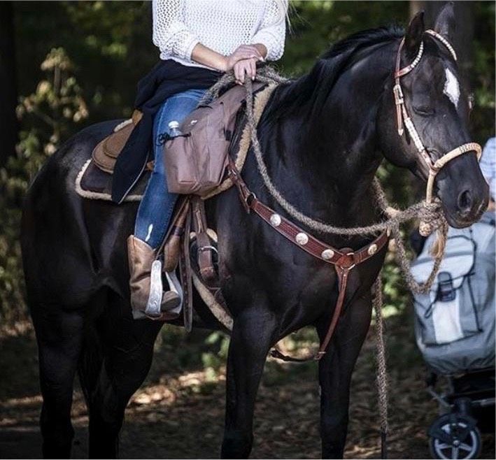 Reitbeteiligung auf QH Stute (Pferd sucht Reiter/-in) in Mömbris