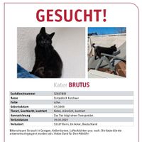 Kater vermisst Bonn - Hardtberg Vorschau