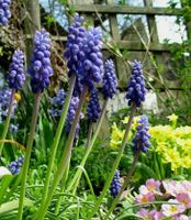 Traubenhyazinthen-Perlblumen-Muscari-Zwiebeln - blau - 20 Stück Baden-Württemberg - Sachsenheim Vorschau