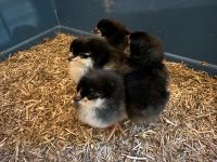 Küken Buntleger Marans Eintagsküken Hühner Hennen Hähne Nordrhein-Westfalen - Lindlar Vorschau
