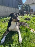Molly droht der Super-Gau, sie sucht DRINGEND neues Zuhause Baden-Württemberg - Ravensburg Vorschau