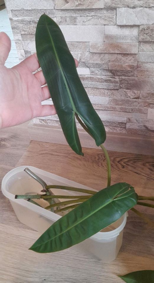 Philodendron Billietiae Ableger Steckling in Traitsching