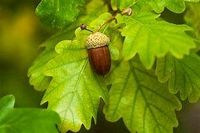 Deutsche Eiche Baum Garten 2 m hoch Dicht gewachsen Nordrhein-Westfalen - Bad Oeynhausen Vorschau