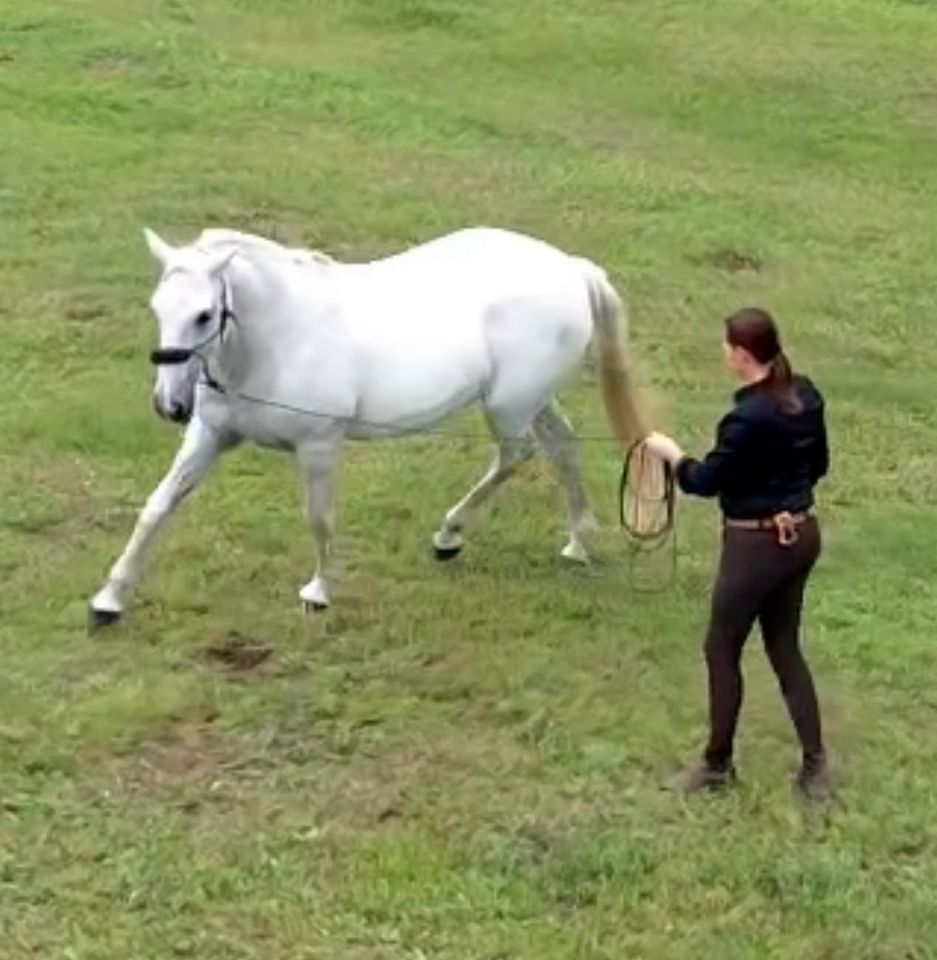 Traumurlaub mit Pferd auf wunderschöner Reitanlage in Neustadt (Dosse)