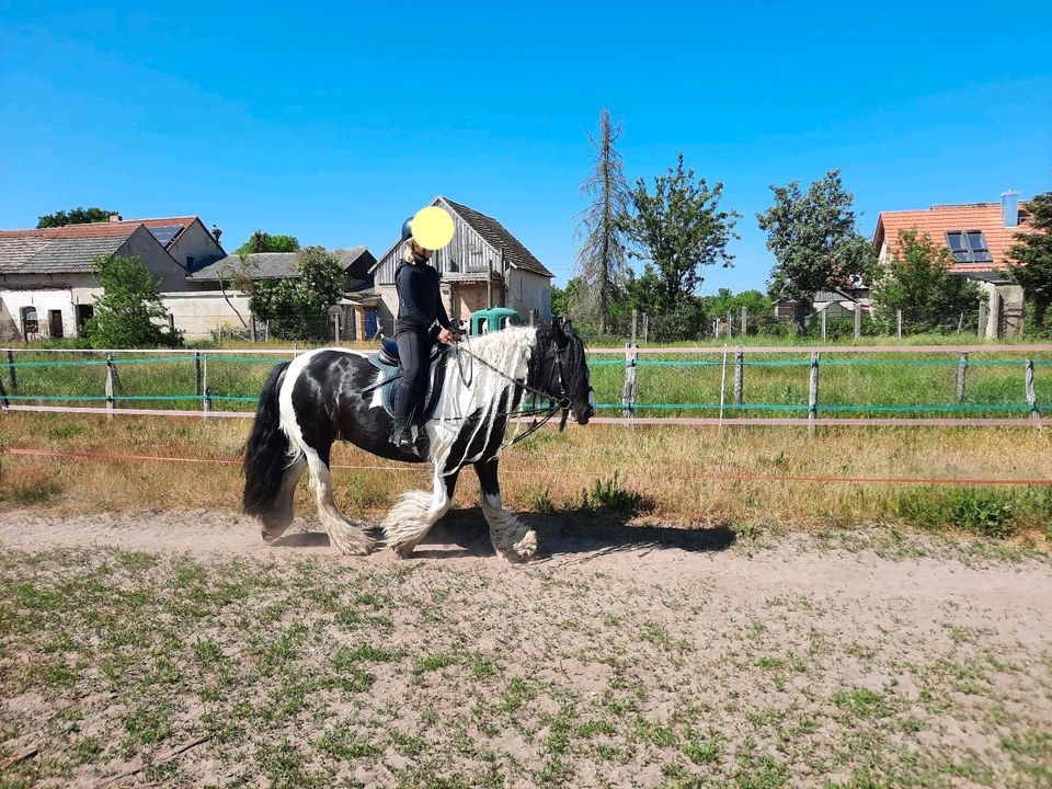 Reitbeteiligungen für Kinder, Jugendliche, leichte Erwachsene in Wollin bei Brandenburg an der Havel