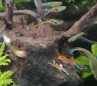 Endler Guppy Süßwasser Aquarium Fische Weibchen Männchen Bayern - Fürth Vorschau