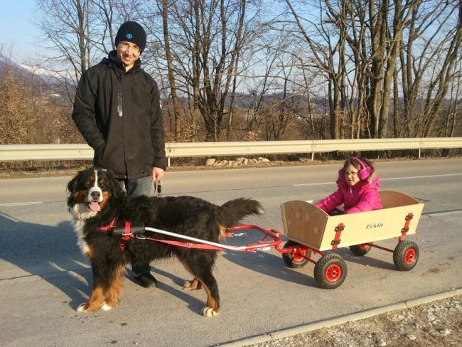 Hundewagen Komplett mit Geschirr, Bollerwagen, Anleitung 100 cm in Wallersdorf