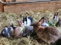 Wunderschöne Hasenbabys / Kaninchen abzugeben Rheinland-Pfalz - Staudernheim Vorschau