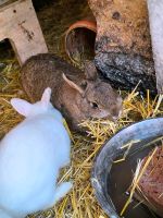 Kaninchen. Stuttgart - Wangen Vorschau