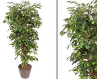 Künstlicher Ficus Benjamini Multistamm Höhe 150cm      #918350A Bayern - Jettenbach Vorschau